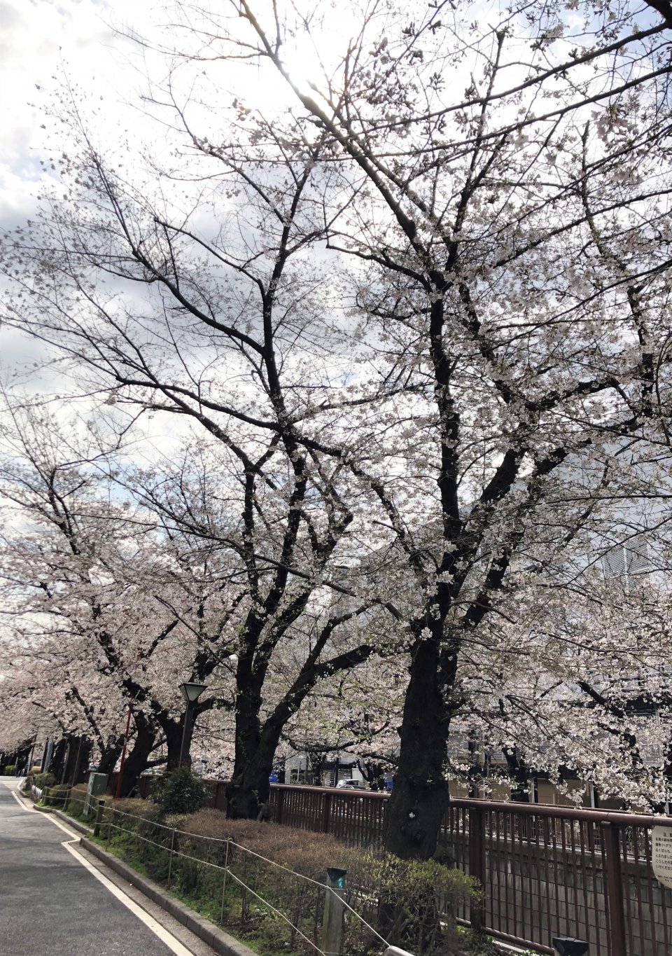 見頃は週末！？の画像